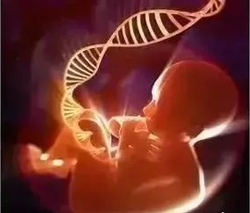 無創產前基因檢測(NIPT)到底有什么作用? 無創產前基因檢測(NIPT)到底有什么作用?