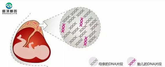 中山隱私親子鑒定所:單眼皮基因夫妻能生出雙眼皮寶寶嗎? 中山隱私親子鑒定所:單眼皮基因夫妻能生出雙眼皮寶寶嗎?