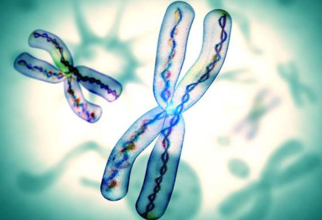 親子鑒定一般會有血型測試、染色體多態性、DNA鑒定這幾種方法