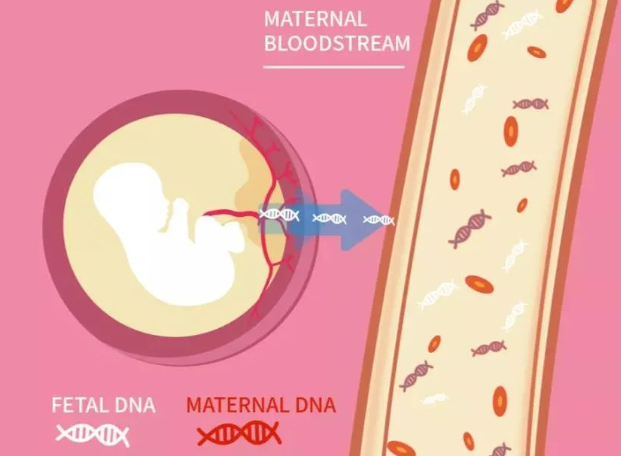 孩子出生前與出生后做親子鑒定檢測(cè)堿基有什么不同？