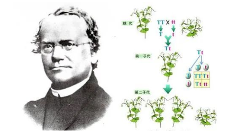 染色體遺傳：親子鑒定就是看血型么？